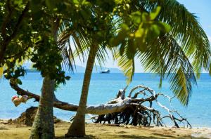 TevaitoaRAIATEA - Studio Tenape的两棵棕榈树和大海的海滩