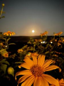 戈亚斯州上帕莱索A Taberna - chalés的黄花的田野,月亮的背景