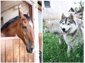 ŽirovnicaApartment & room Pristov的两幅狗和一匹马在草地上的照片