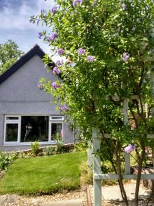康威Pentre ISAF的前面有一棵开花的树的房子