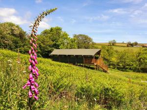 艾维布里奇Brackenhill Glamping - Safari Tent with Hot Tub - Sleeps 6的田里一朵紫色的花,有火车