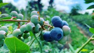 塞亚Quinta Vale Salgueiro的挂在树上的一束蓝莓