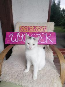 文戈热沃Wyciszek - mazurska agroturystyka的一只白色的猫坐在椅子上,上面有标志