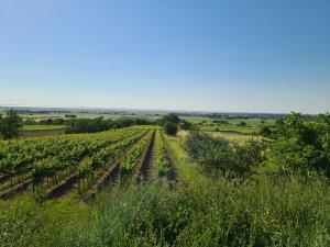 Schützen am GebirgeFerienhaus Savannah的葡萄园的景色