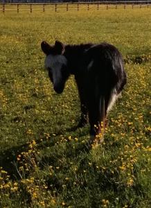 杜伦Durham Donkey Rescue Shepherd's Hut的站在草地上的黑色牛