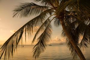 苏梅岛Tembo Beach Club & Resort的海滩上的棕榈树与大海