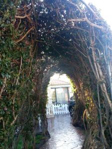 San SperateB&B Il Sentiero的花园中常春藤覆盖的拱门