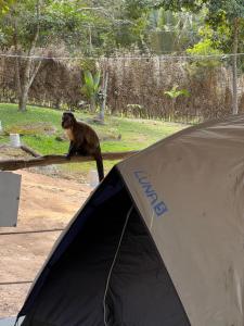 蒂安瓜Z'Alpes Camping e Restaurante的一只猴子站在帐篷顶上