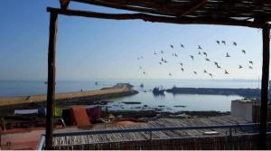 杰迪代Art riad mazighen的一群鸟飞过水体