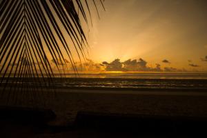 乌罗阿Antonio Beach Tree House Hotel & Spa的棕榈树海滩上的日落