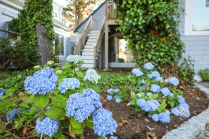 哈威奇港Allen Harbor Rentals的一座花园,房子前有蓝色的绣球花