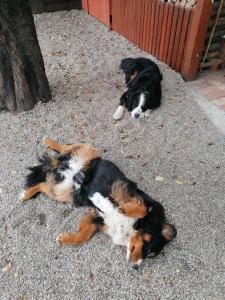 比克Kata vendégház的两只狗躺在地上