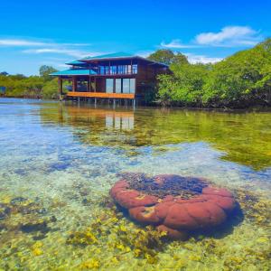 博卡斯德尔托罗Bahia Coral Lodge的水体中间的房子
