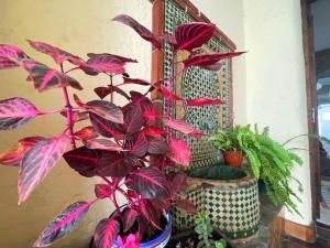 托罗克斯安达卢斯酒店的植物在花瓶里,靠近一些植物