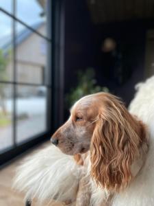 OedelemDe Wabisabiboerderij的一只长发的狗坐在窗边