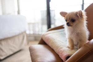 维多利亚奥斯瓦格酒店的坐在沙发上的小狗