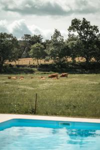 瓜尔达Quinta do Rio Noémi的一群牛在田间放牧