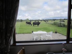 BallylongfordGreenfields Farmhouse的田野里带桌椅和牛的窗户