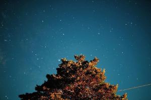 OtoyochoGuesthouse boro-ya的夜空前的树