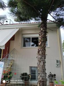 普雷韦扎Grecos apartment的房屋前的棕榈树