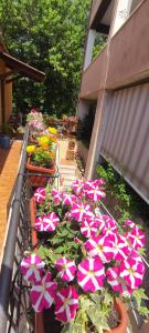 罗马Elisa e Carla House Beautiful apartments on the Cassia的花园里的一束粉红色和白色的花