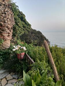 Kounopetra狄俄尼索斯公寓的海边的 ⁇ 上的一个花盆