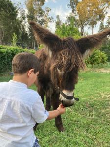 通德拉Quintinha Silvestre的一只小男孩在田里抚摸驴