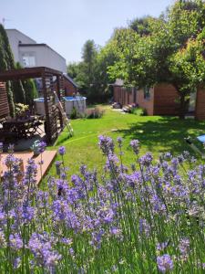桑多梅日Lawendowo- sauna jacuzzi domki w ogrodzie i apartamenty w kamienicy的庭院里种着紫色花的花园