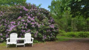 诺尔德霍尔茨Glamping Pod的两把白色椅子坐在鲜花丛前
