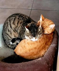 北马马亚-讷沃达里Casa Alba的两只猫彼此躺在上面
