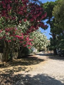 马拉松Sxinias Resort的一排种着粉色和白色花的树木
