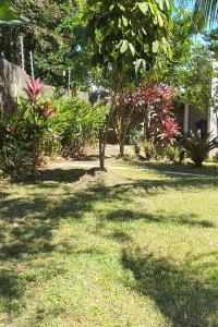 马瑙斯Boulevard的院子中间的小树