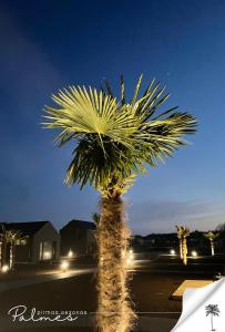 帕兰加Palmes Pirmas Sezonas Palanga的夜晚在街道边的棕榈树
