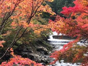 NosegawaMinshuku Kawarabi-so的森林中的瀑布,有五颜六色的树木