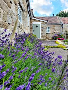 惠特比Underhill Holidays - Underhill Holiday Cottage的一座石头建筑前方种有紫色花的花园
