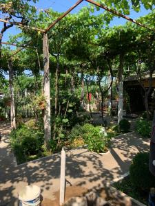 斯库台弗洛里安宾馆的种有树木和植物的花园