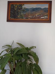 萨帕托卡La Casa de Mamá Tere的壁画旁的盆里的植物