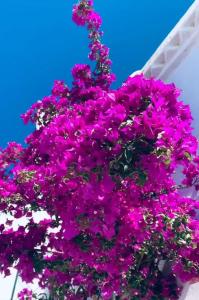 Tinos Bougainvillea外面的花园