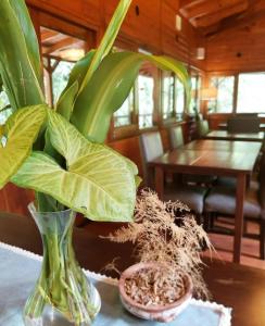 伊瓜苏港塞尔瓦德劳瑞尔酒店的桌子上的一个花瓶,上面有植物
