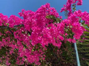 米尼亚Casa Buganvilla的树上一束粉红色的花