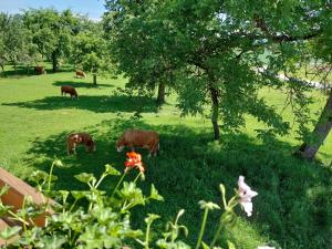 圣卡尼兹Bauernhof Pension Hofmayer的一群牛在一片树木繁茂的田野里放牧