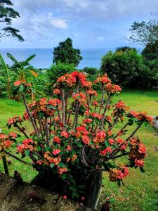 博瓦隆Rose Self Catering的花园中一束红色花