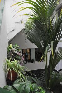 大加那利岛拉斯帕尔马斯华陆酒店的建筑前的盆栽植物群