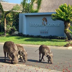 圣卢西亚Leopard Corner Lodge的两只猪在旅馆前的街道上吃草