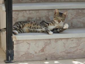 库卡里卡捷琳娜公寓的一只猫在尾巴上 ⁇ 着爪子爬上台阶