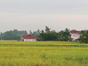 Kuala Kurau库劳旅馆农庄的一座稻田,有房子在后面