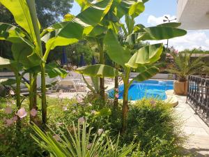 洛泽内茨Hotel Feniks的一座种植了植物的花园和一个游泳池
