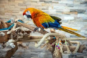 威尔伍德克拉斯特Mahalo Diamond Beach Resort的一只五颜六色的鹦鹉坐在绳子上