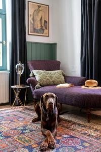 NagykónyiBerky Kúria - Stylish cottage in the Hills of Tolna for 16people的客厅里一只棕色的狗坐在地毯上