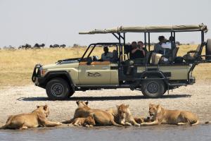SavutiGhoha Hills Savuti Lodge的一群狮子躺在水里,靠近一辆汽车
